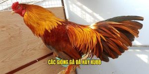 Các Giống Gà Đá Hay - Thông Tin Tổng Hợp Tại Nền Tảng Ku88