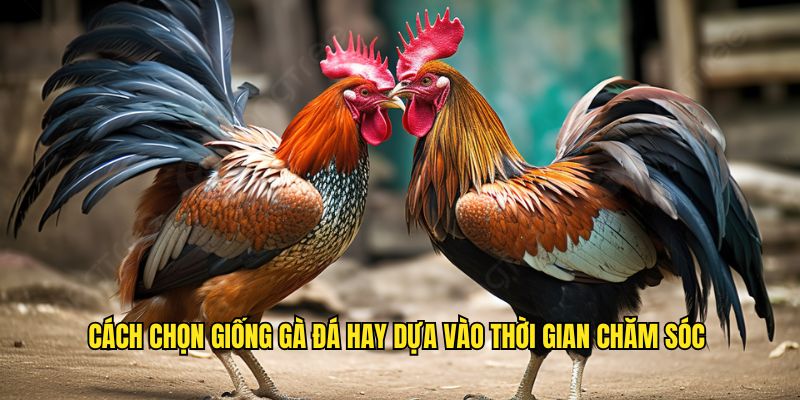 Cân nhắc quá trình chăm sóc để chọn các giống gà đá hay