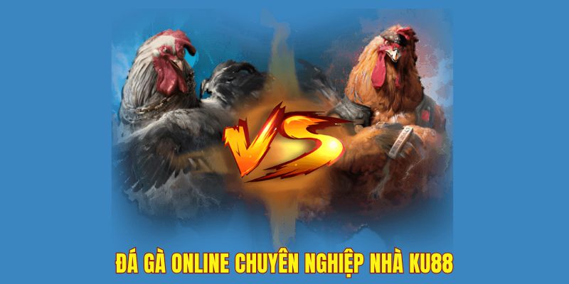 Trải nghiệm chuyên nghiệp cùng chọi kê