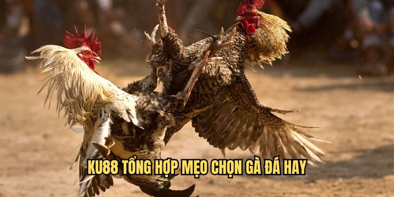 meo-chon-ga-da-hinh-thuc-uu-dai-ku88