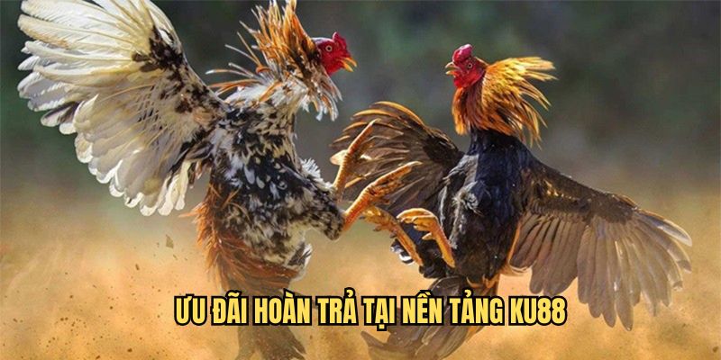 Tìm hiểu chi tiết về ưu đãi hoàn trả tại nhà cái Ku88