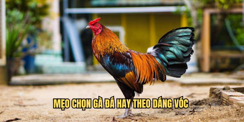 Mẹo chọn gà đá hay theo dáng vóc tại Ku88