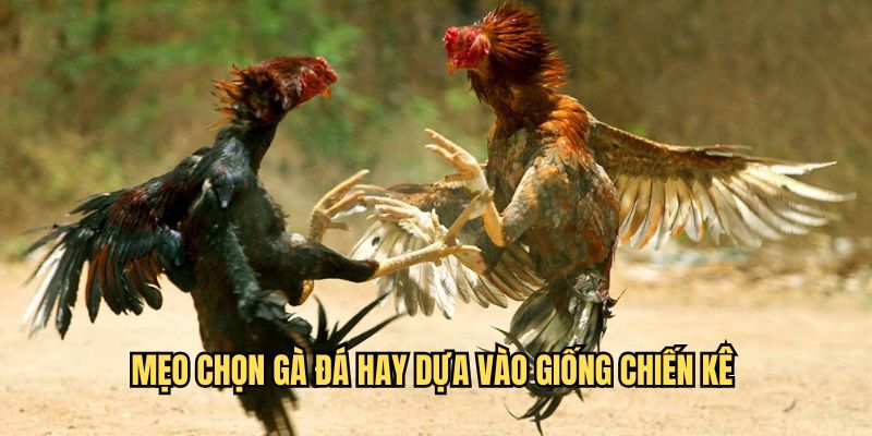 Phân tích mẹo chọn gà đá hay dựa vào giống chiến kê